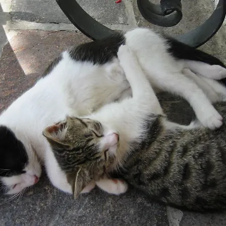 Gospodarstwo agroturystyczne Steinbachgut *