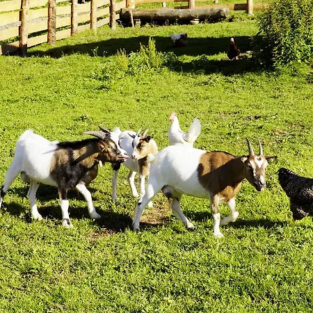 Alloggio per agriturismo Steinbachgut Flachau