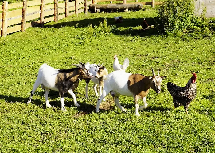 مزرعة للإقامة Steinbachgut فلاخاو